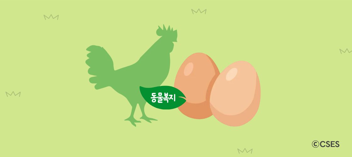 [VIEW] 계란이 던지는 질문, 시장가격으로 드러나지 않는 동물복지의 가치를 어떻게 측정할 것인가?